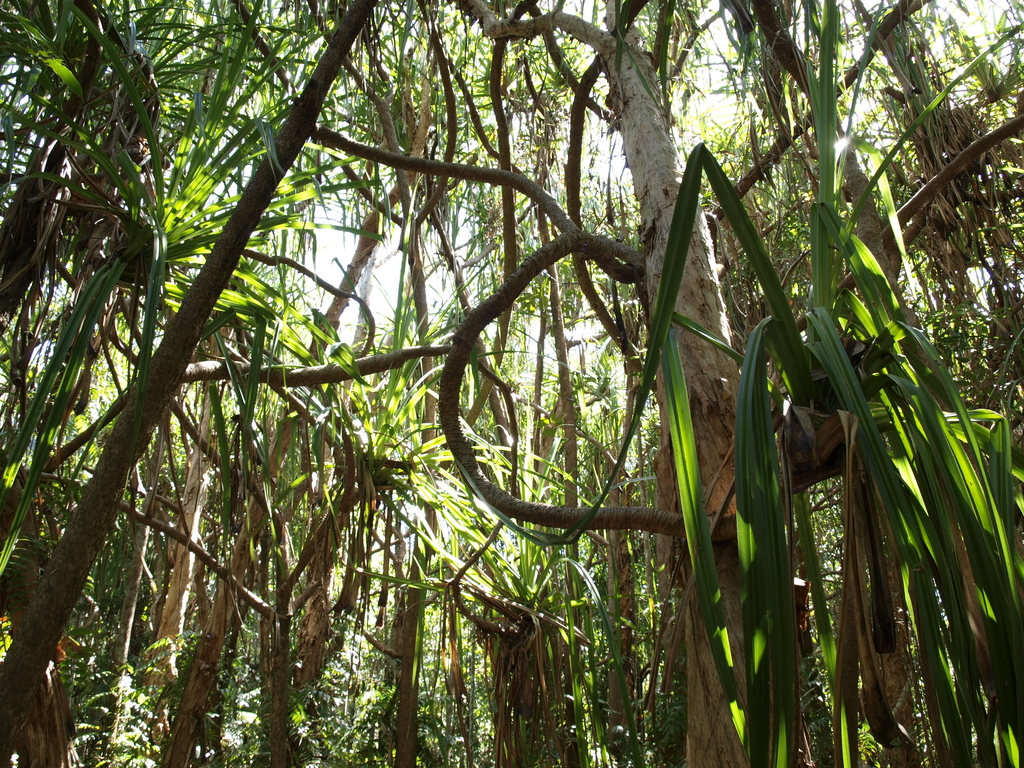 Bäume im Botanischen Garten in Cairns