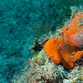 Frogfish