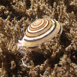 Schnecke4