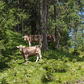 Kühe am Lechweg